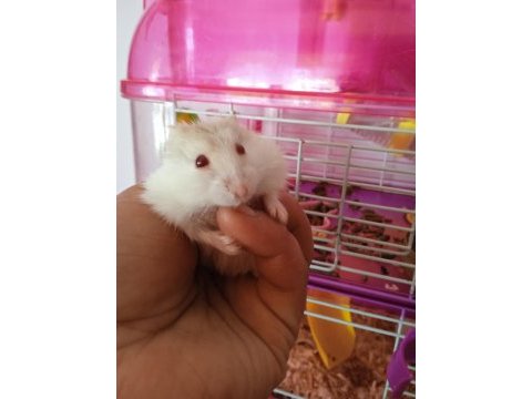 hamster